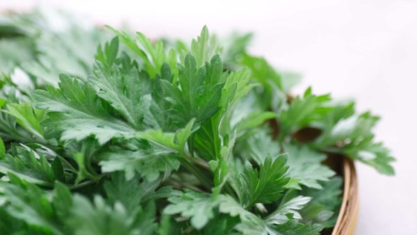 よもぎのある暮らし-女性とよもぎの関係について